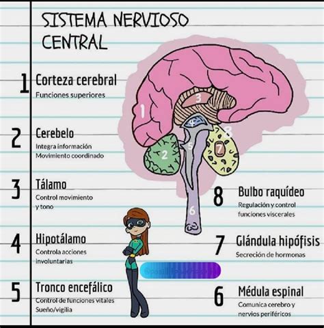 Anatomia Y Fisiologia Del Sistema Nervioso