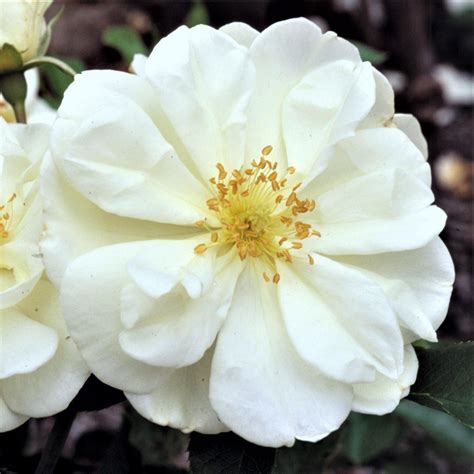 Flower Carpet Rose White Easy To Grow Bulbs