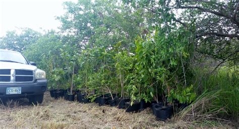 Reforesting Former Pastures In St Croix Us Virgin Islands