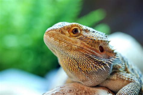 Getting Started With A Pet Reptile Vetafarm