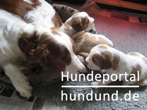 Welsh Springer Spaniel Foto 41652 - hundund.de