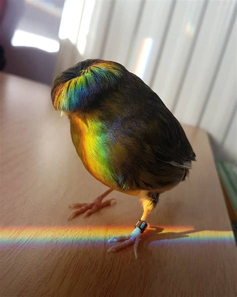 Pet Canary Goes Viral Thanks To Moptop Hair Hes Quite A Diva