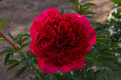 Itoh Peony Lollipop Bare Root Tuber With Eyes Home And Hobby Gardening