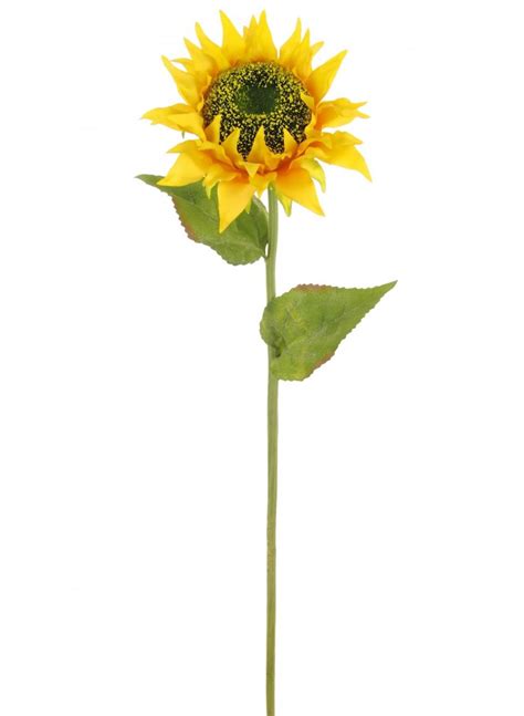 Meaning of flower stalk with illustrations and photos. Sunflower Stem | Lotus Imports Ltd