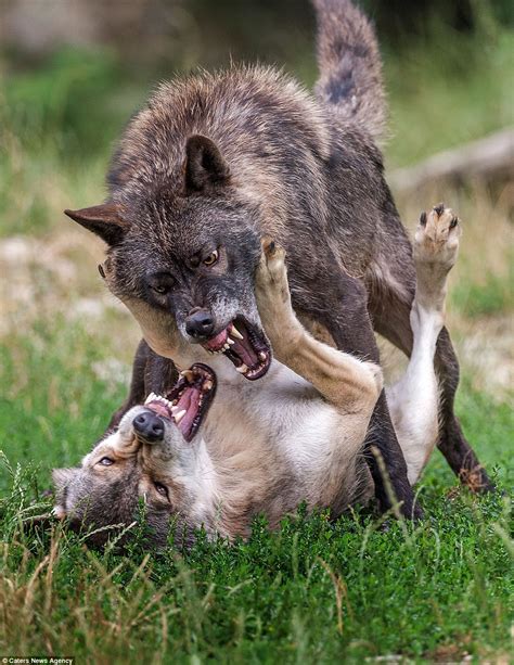Photographer Captures Vicious Fight Between Two Wolves In Northern