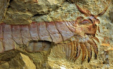 500 Million Year Old Sea Creature With Limbs Under Its Head Unearthed