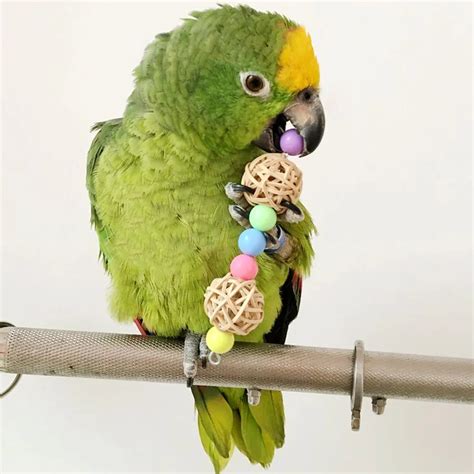 Bird Parrot Accessories Beads Bird Toys Pets Parrot Chew Toys Bird
