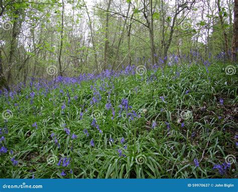 Bluebells In Woodland Stock Image Image Of Ground Bank 59970637