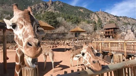 Cheyenne Mountain Zoo Closed Thursday For Gasoline Leak Restore All