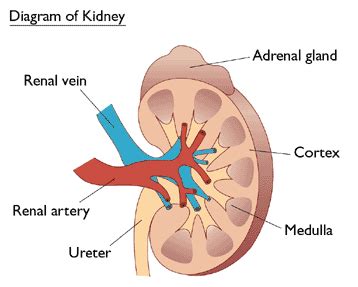 You may also be asked to recognize the type of the plant given in the slide e.g. humanphysiology / Kidneys