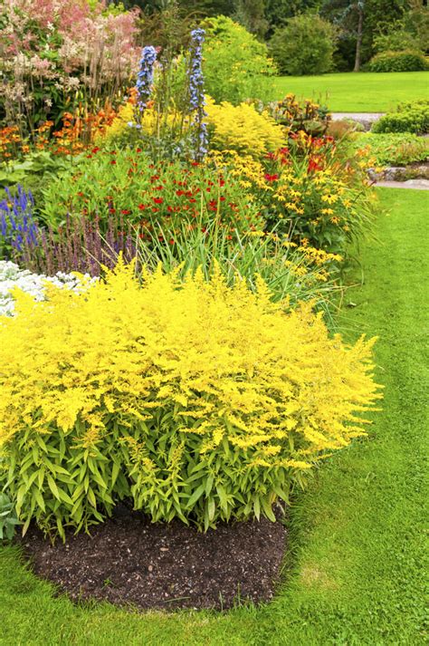 Suche einen sonnigen garten zum kaufen. Goldrute: Schmuckstück oder Neophyt? - Mein schöner Garten