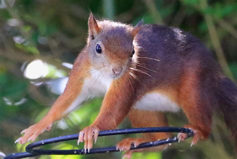 Scottish Red Squirrel Isle Of Arran Scotland Flickr