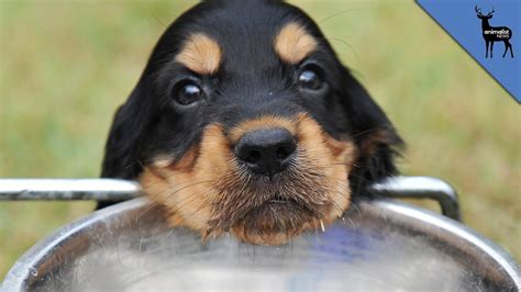 However, as soon as the puppies are being weaned off of their milk, then providing fresh clean water at all times is essential. How Does A Dog Drink Water? - YouTube