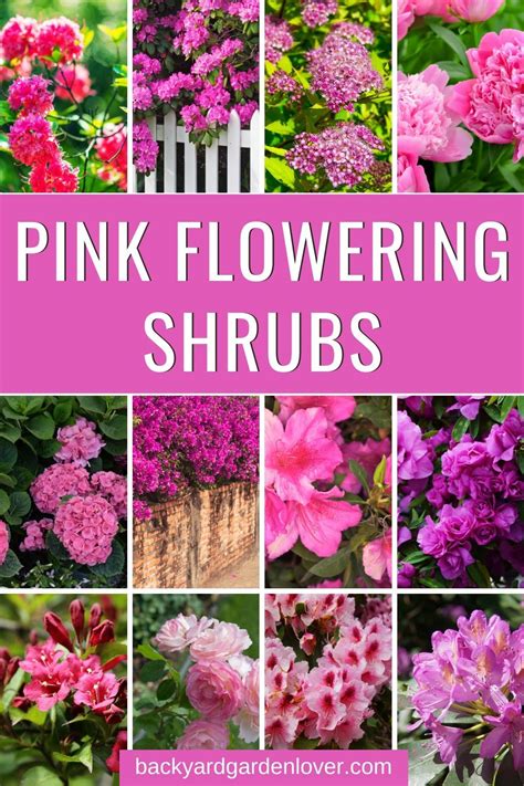 Flowering Shrubs Pink Garden Plant