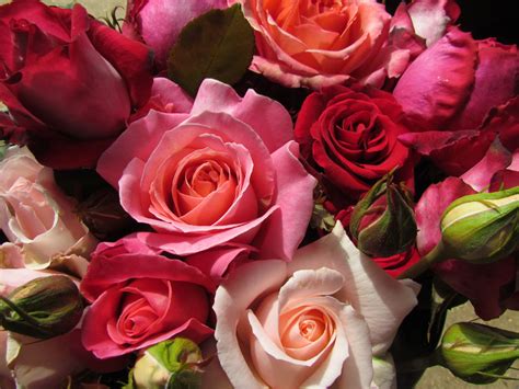 Kecantikan Bunga Ros Myrokan