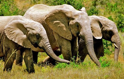 Three Little Elephants Flickr Photo Sharing