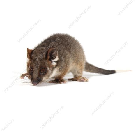 Baby Common Ringtail Possum Stock Image C0156338 Science Photo