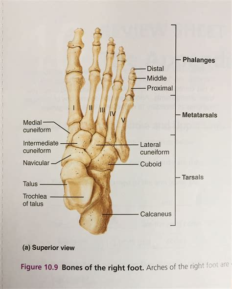 Bones Of The Right Foot Anatomy And Physiology Anatomy Human Anatomy