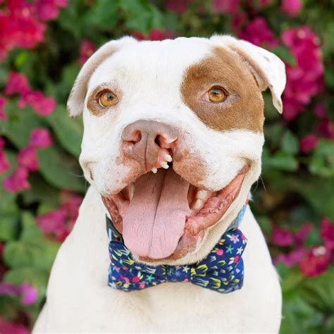 Sir Clefton A Cleft Palate Dog American Bulldog Mix Spitting Image