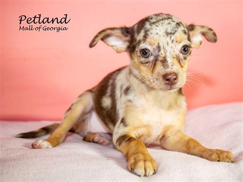 Chihuahua Dog Female Chocolate Merle 3734186 Petland Mall Of Georgia