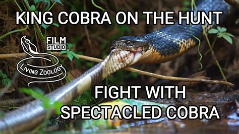 Deadly Venomous King Cobra On The Hunt Vs Spectacled Cobra And