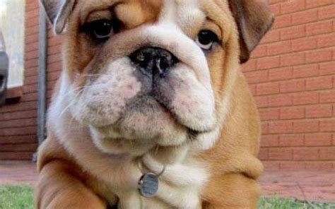 Fat Puppy Cutefunny Animals Pinterest Fat Puppies Fat And Animal Fat