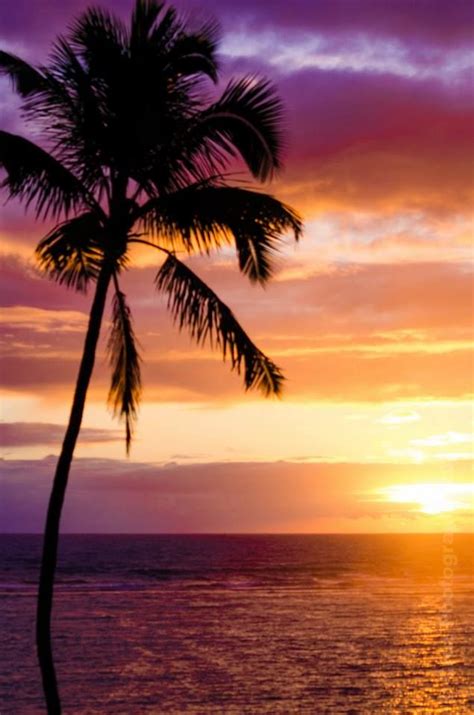 Hawaii Trip 2014 Scenic Water Sunset Palm Tree Sunset Sunset Nature