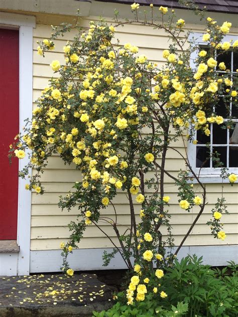 Old Fashioned Yellow Roses Bring Me Close To One I Lovedgrandma And