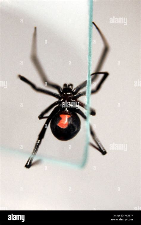 Black Widow Spider With Red Hourglass On Stomach Climbing Glass Stock