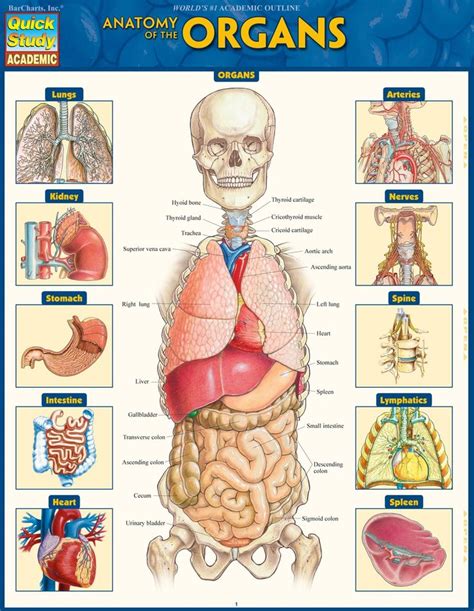 Anatomy Of The Organs Laminated Study Guide 9781423234630 Barcharts