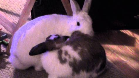 Bunny Love Cuddling Humping Bunnies Funny Commentary Youtube
