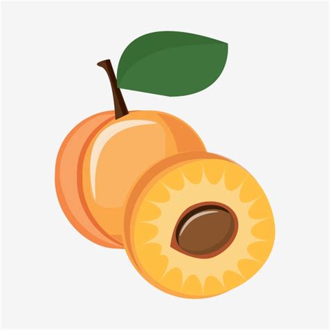 Apricot Fruit Vector Png Images Apricot Fruit And Half Apricot Clipart