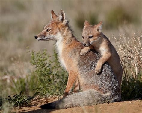Jhp Blog June 1 2012 Swift Fox Vixen And Kit In The