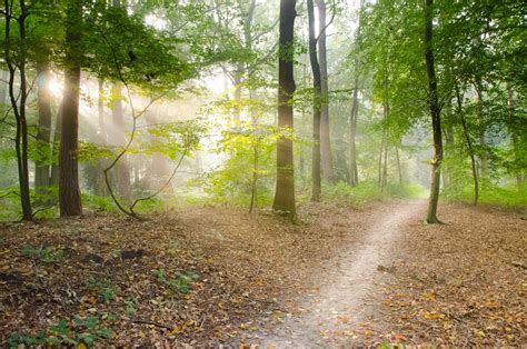 森林 上午 阳光 · Pixabay上的免费照片