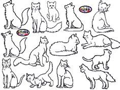 awesome  warrior cats printable  coloring pages  kids enjoy coloring