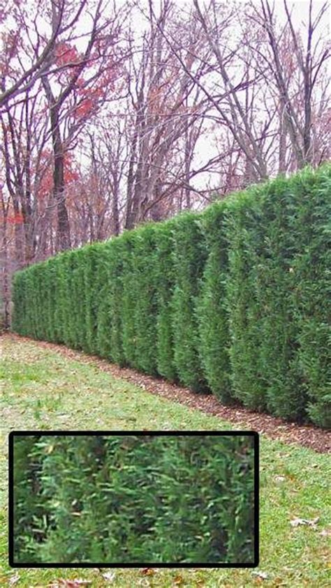 thuja green giant privacy hedge and hedges on pinterest