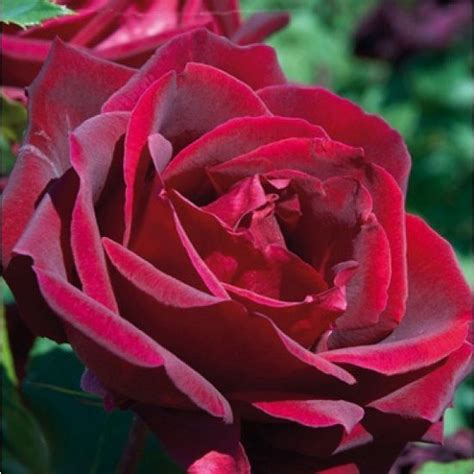 ⊛ Rosas Bonitas 【 Las Rosas Más Bellas Del Mundo