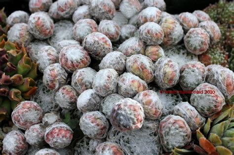 We did not find results for: PlantFiles Pictures: Sempervivum, Cobweb Houseleek, Spider ...