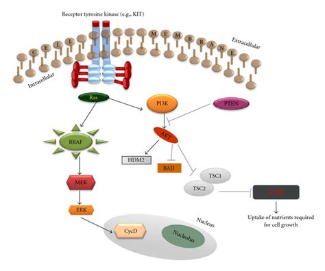 mapk and pi3k akt pathways regulate cellular proliferation and download scientific diagram