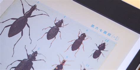 原色千種昆虫図譜 | LOGDESIGN publishing