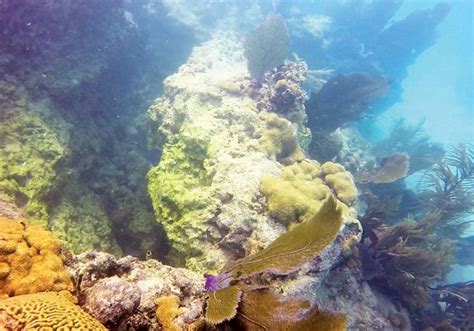 Florida Keys Coral Reefs Selectively Damaged By Irma All