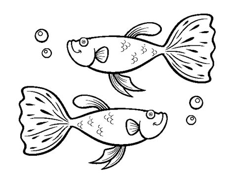 Presente que la palabra pez (uno sólo) y la palabras peces (varios) comienza con el sonido y letra p. Guppy fish coloring page - Coloringcrew.com