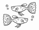 Guppy Fish Coloring Coloringcrew Sea sketch template