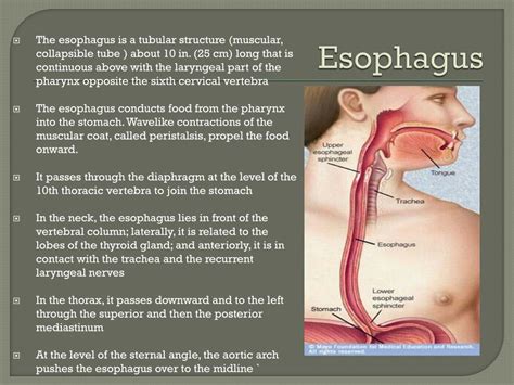 Esophagus And Stomach Diagram