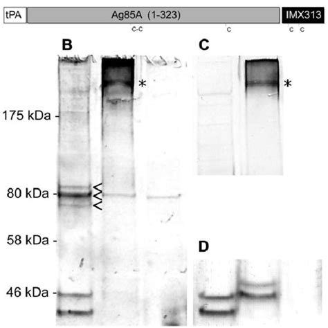 A Tpa Signal Peptide From Human Tissue Plasminogen Activator 30