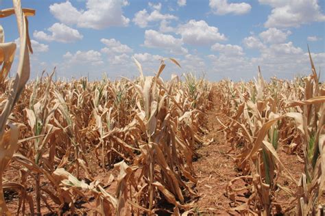 Drought Killing Food Crops In Usa Food Prices To Entropy Wins