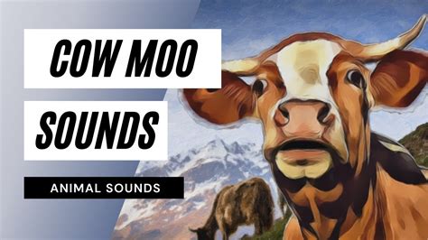 Cow Moo Sounds Cow Moo Sounds The Animal Sounds How Cow Moo