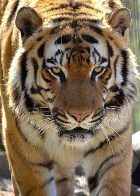 68 Best Tiger My Favorite Animal Images On Pinterest