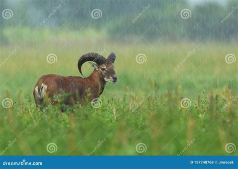 Mouflon Ovis Musimon On A Field In Rain In Summer Stock Photo Image