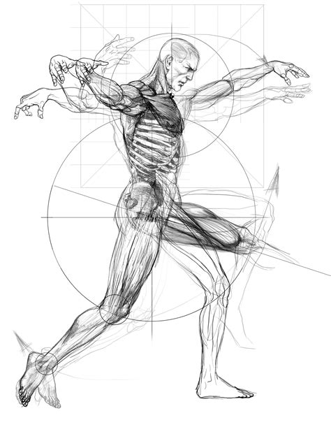 90 Ideias De Anatomia Do Corpo Humano Em 2021 Anatomia Do Corpo Images